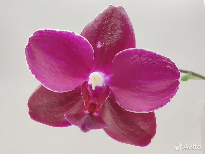 Орхидея фаленопсис Sogo Relex