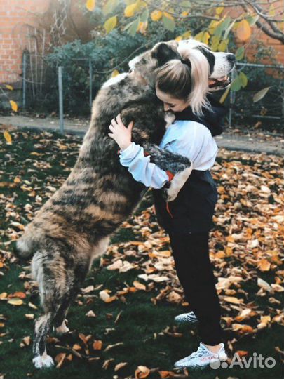 Кинолог. Дрессировка собак