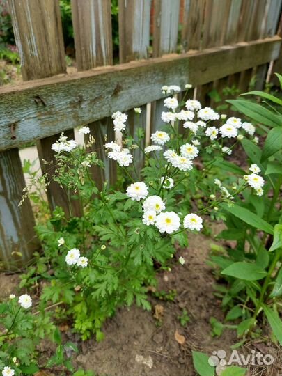 Бересклет, хосты, пижма, астильба, кочедыжник