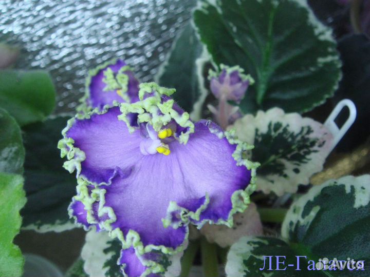 Сортовые фиалки (листы и детки)