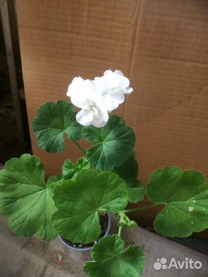 Герань пеларгония белая