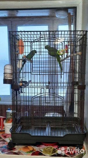 Ожереловые попугаи, пара