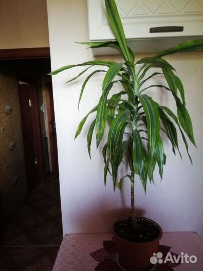 Комнатные цветы