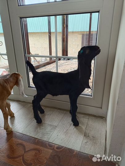 Нубийские козы камори