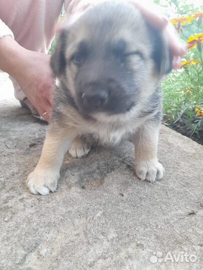 Щенок, мальчик