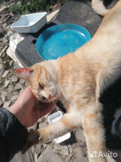 Котики бесплатно в добрые руки