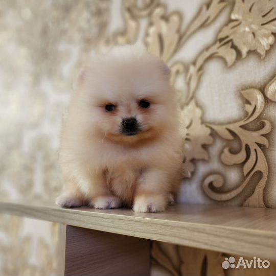 Шпиц мальчики