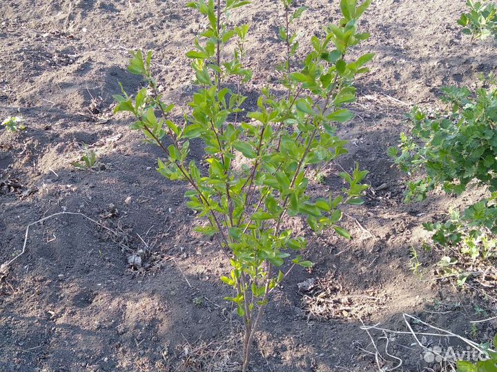 Саженец вишни и крыжовника