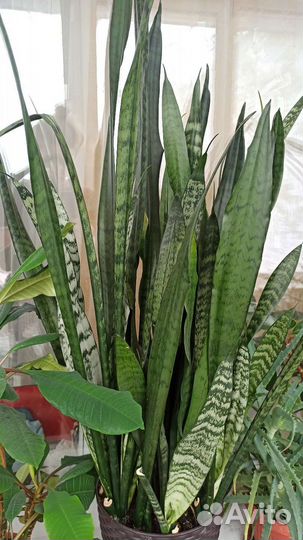 Сансевиерия