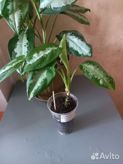 Аглаонема Паттайя Бьюти