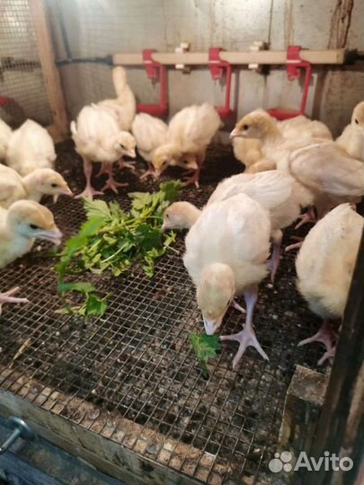 Бройлер, несушка, утёнок