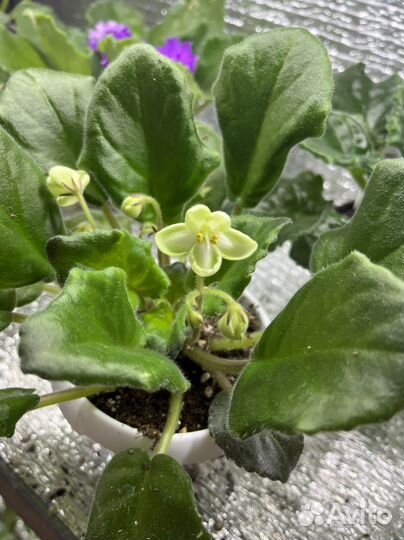 Сортовые фиалки