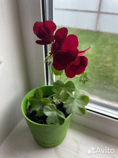 Пеларгония рубин тоскана ампельная
