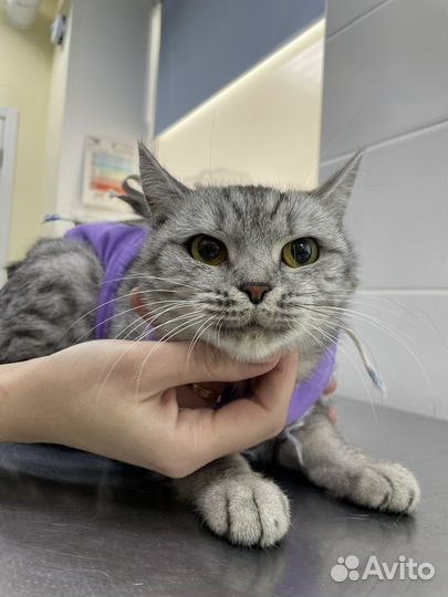 Кошка в добрые руки
