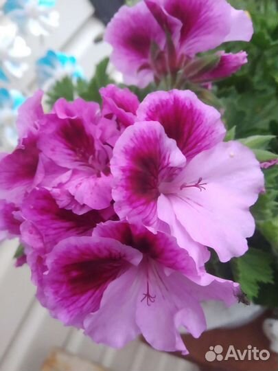 Королевская пеларгония Элеганс