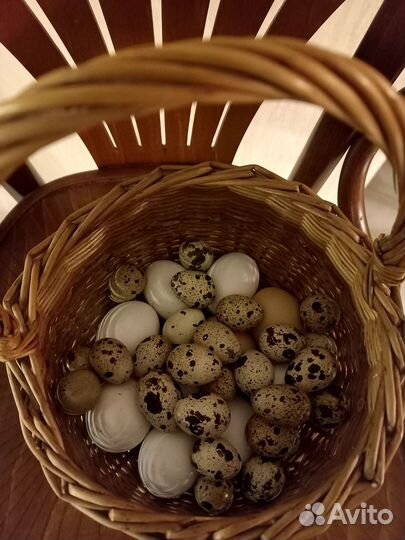 Перепела - несушки