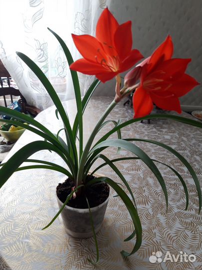 Красавец Амарилис