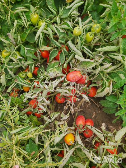 Помидоры красные оптом