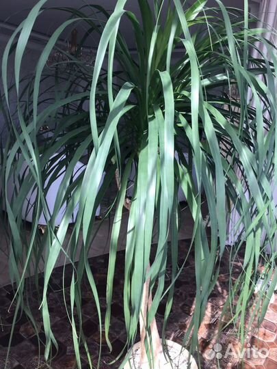 Высокий цветок Драцена