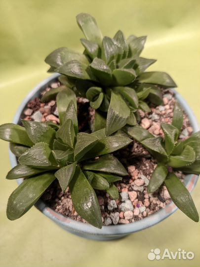 Хавортия детки