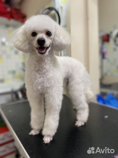 Стрижка кошек и собак