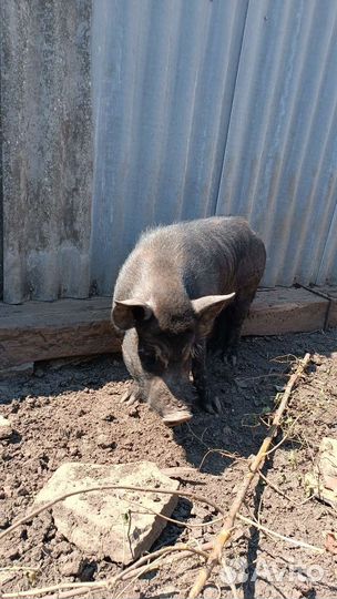 Вьетнамский Веслобрюхий Хряк