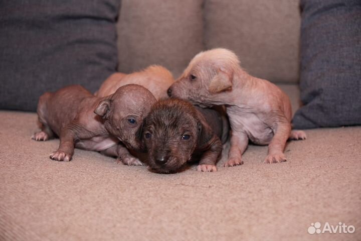 Ксолоитцкуинтли