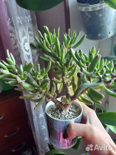 Крассула Хоббит,Алое Марлотта, Гастерия