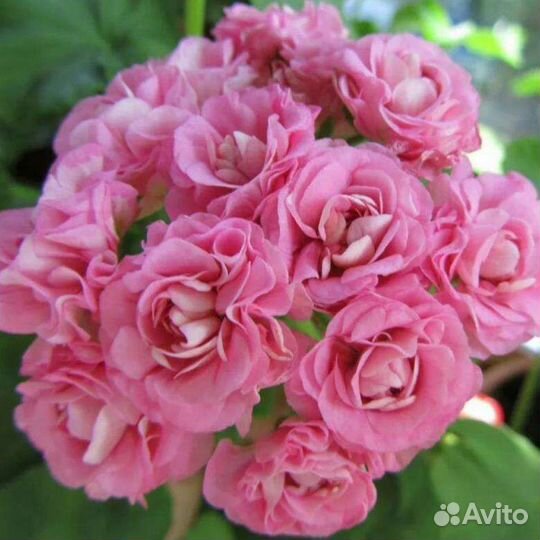 Пеларгония герань розебудная