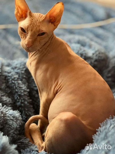 Донской сфинкс