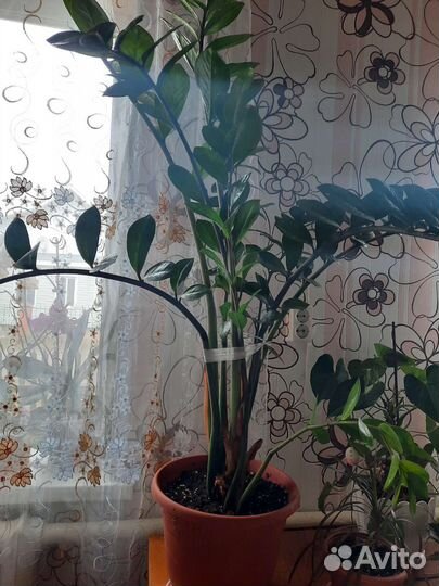 Замиокулькас