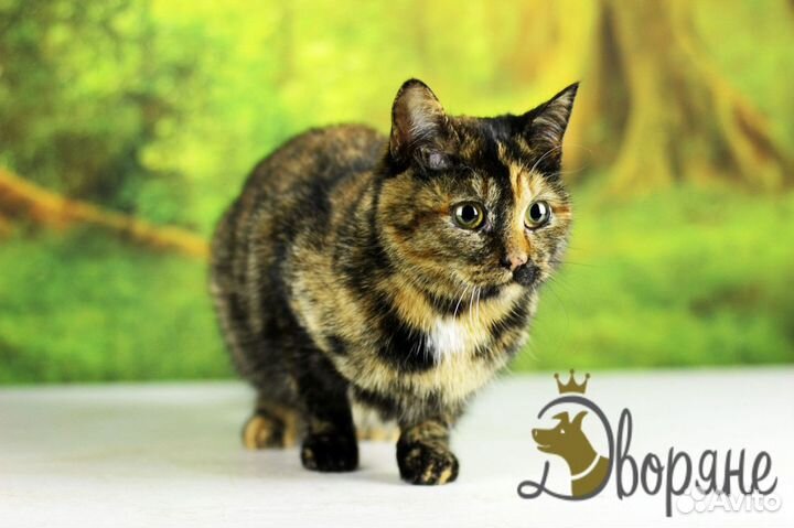 Кошечка Марина Юрьевна