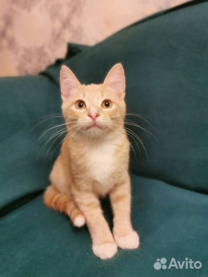Котёнок ищет дом
