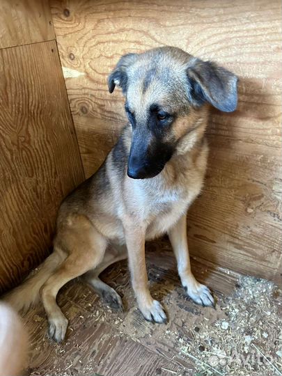 Молодая собака живёт в приюте и ждёт свою семью