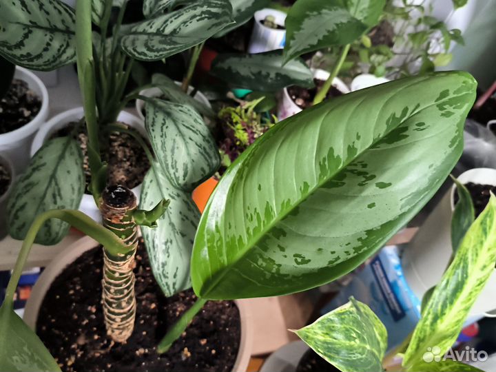 Аглаонемы редкие сорта