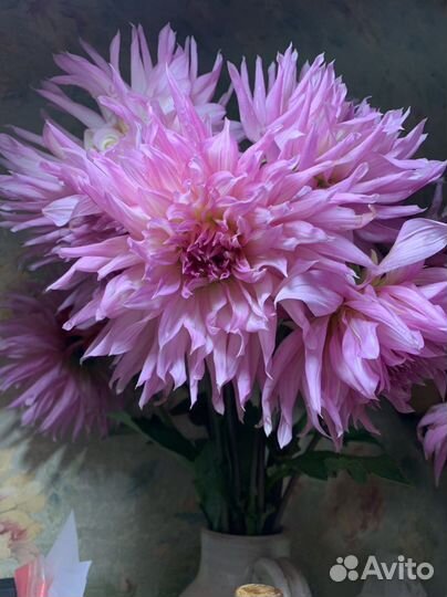 Корни георгинов