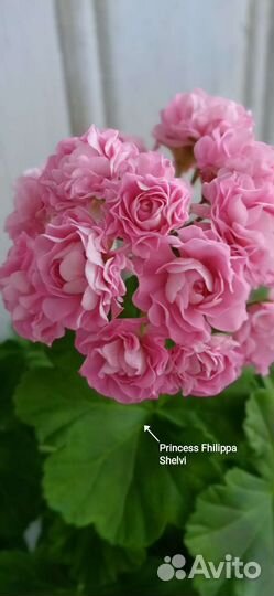 Пеларгония герань сортовая