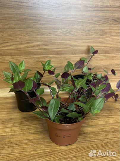 Традесканция несколько видов