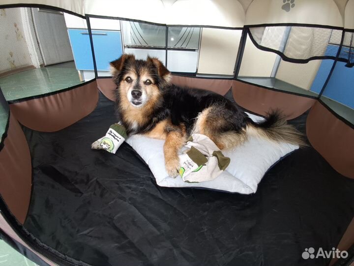 Вольер- тент Petzz для домашних животных 100х60см