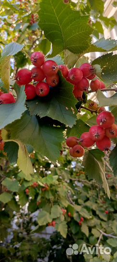 Золотая рыбка