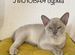 Бурма - кошка необыкновенной красоты