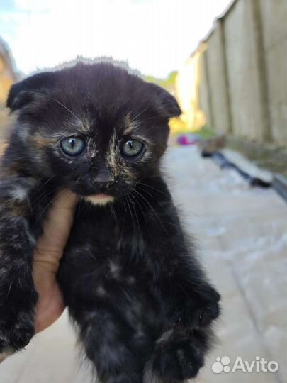 Кошка в дар бесплатно