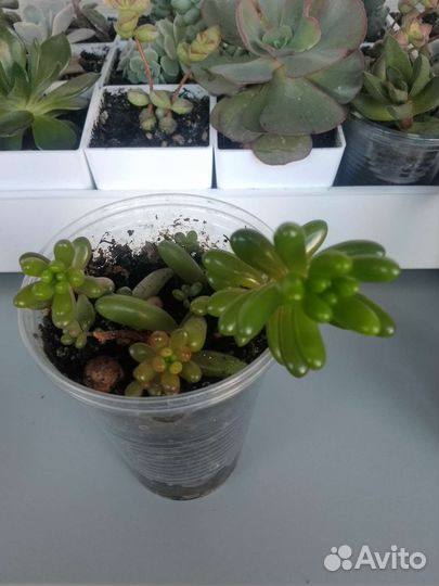 Комнатные цветы