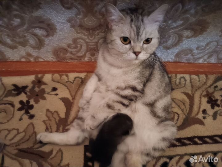 Шотландские котята