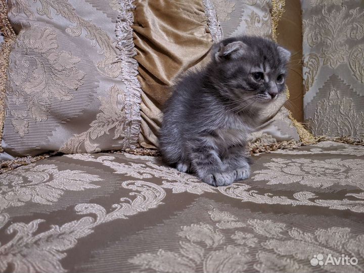Котёнок девочка Бесплатно