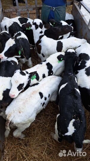 Бычки и тёлочки