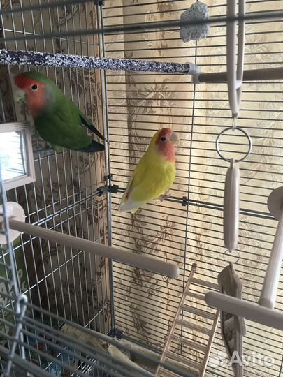 Попугай неразлучники с клеткой