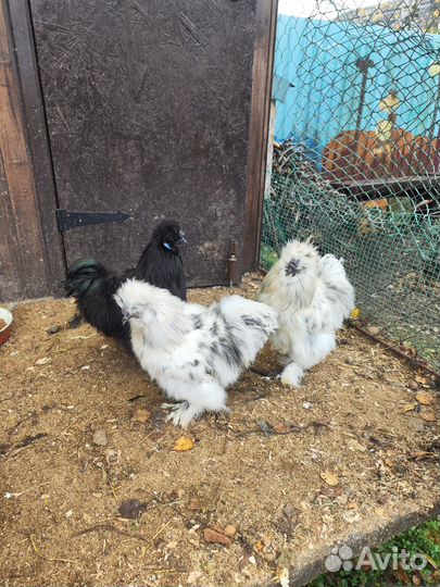 Продам китайских шелковых петухов