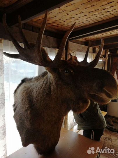 Чучело лося