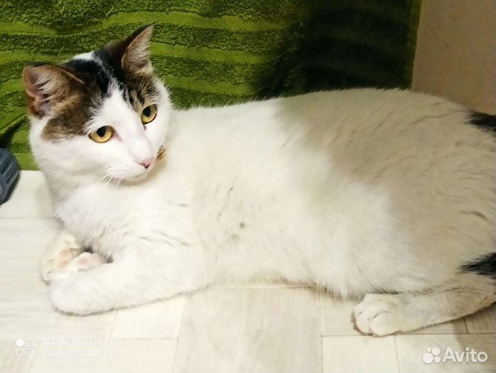 Ласковая кошечка